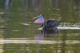 Pelican with wide open beak in calm water, Brown Pelican, (Pelecanus occidentalis), Everglades