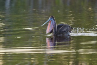 A pelican with shiny plumage swimming on a still lake, Brown Pelican, (Pelecanus occidentalis),