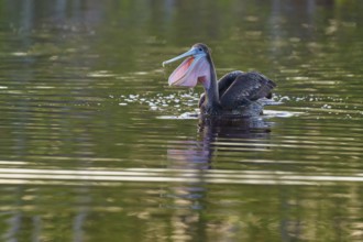 A pelican swimming on a lake with a perfect reflection in the water, Brown Pelican, (Pelecanus