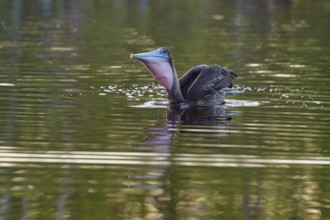 Pelican with open beak on calm water, Brown Pelican, (Pelecanus occidentalis), Everglades National
