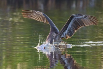 A pelican dips its beak into the water in a dynamic movement with outstretched wings, Brown