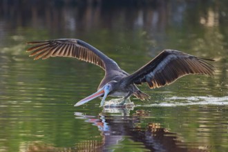 A pelican stretches its beak into the water as it glides just above it, Brown Pelican, (Pelecanus