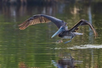 A pelican takes off from the water surface with a powerful wing beat, Brown Pelican, (Pelecanus