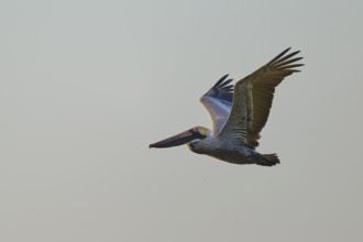 Side view of a flying pelican in elegant flight against a clear sky, Brown Pelican, (Pelecanus
