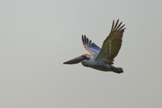 Pelican flying majestically with outstretched wings against a bright sky, Brown Pelican, (Pelecanus