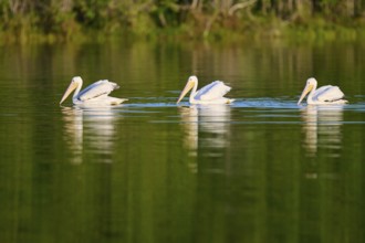 Three pelicans swimming in a calm green waterscape, White Pelican (Pelecanus erythrorhynchos),