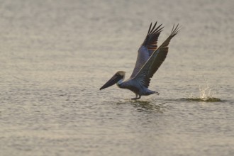 Pelican landing on the water with splashing waves, Brown Pelican, (Pelecanus occidentalis),