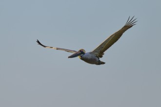 A pelican sails in the clear blue sky, Brown Pelican, (Pelecanus occidentalis), Everglades National