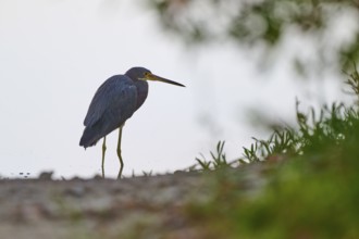 A heron stands on the shore of a body of water in a peaceful natural setting, Tricoloured Heron