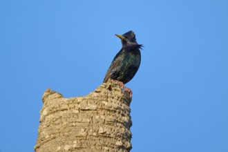 A starling resting on a tree stump against a clear blue sky, Starling (sturnus vulgaris), Flamingo,