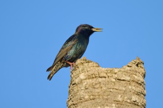 A starling sitting sideways on a tree stump, surrounded by blue sky, Starling (sturnus vulgaris),
