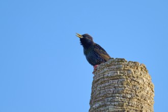 A starling singing on a tree stump against a clear blue sky, Starling (sturnus vulgaris), Flamingo,