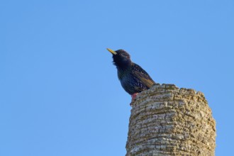 A starling sitting on a tree stump against a clear blue sky, Starling (sturnus vulgaris), Flamingo,