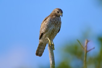 A bird of prey perched on a branch, against a blue sky and surrounded by green vegetation,