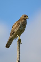 Close-up of a bird of prey on a branch against a clear sky, Red-shouldered Hawk (Buteo lineatus),