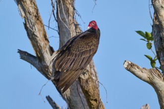 A vulture sitting on a bare branch under a clear sky, Turkey Vulture (Cathartes aura), Flamingo,