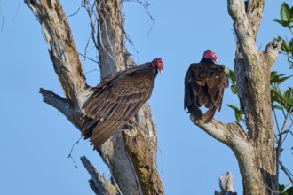 Two vultures perched on bare branches against the blue sky, Turkey Vulture (Cathartes aura),