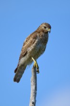 Close-up of a bird of prey on a branch, with clear blue sky in the background, Red-shouldered Hawk