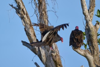 One vulture sits quietly while the other spreads its wings, Turkey Vulture (Cathartes aura),