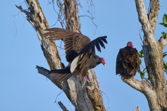 One vulture sits on the tree, the other raises its wings, Turkey Vulture (Cathartes aura),