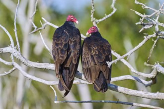 Two vultures with red heads sitting on bare branches against a green background, Turkey Vulture