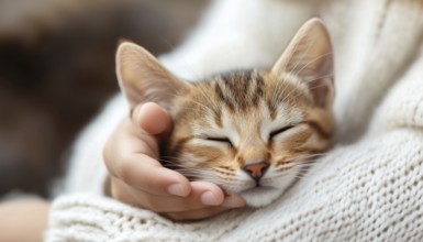 Close-Up Pet Care: Child In White Sweater Caring For Abyssinian Kitten, Stroking Cat'S Head With