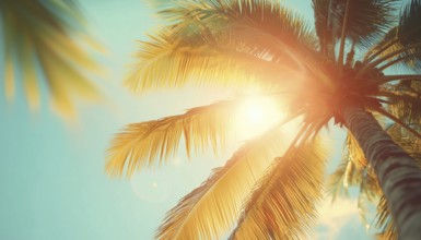 Tropical Palm Trees: Romantic Sunset Vibes In Outdoor Exotic Setting With Bright Sunlight And Lush