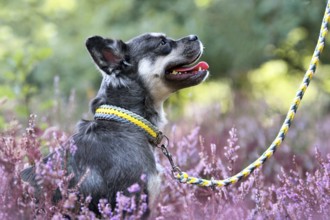 Dog with woven yellow leash and collar combination in purple blooming heather flower field during