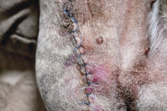 Close up of stitches on amputated dog leg during healing. Post-operative care after limb removal