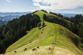 Panorama, snow-covered mountains, Bernese Oberland, view from Lüderenalp, Emmental, Canton of Bern,