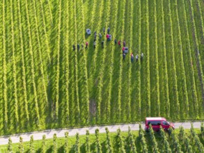 People spread out in the vineyard during the grape grape harvest, red car in sight, grape harvest,