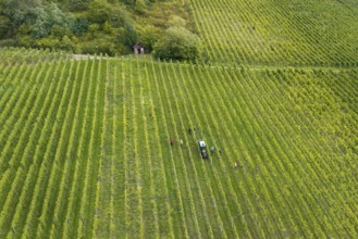 Extensive vineyard with people and tractor in rows of vines, grape grape harvest, near Korb, Rems