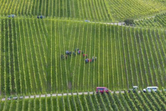 Vineyard with harvesters in rows, cars on a path at the edge, grape grape harvest, near Korb, Rems
