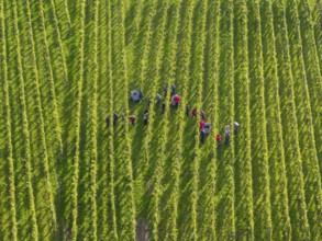 Groups of people collecting grapes in a green vineyard, grape grape harvest, near Korb, Remstal,