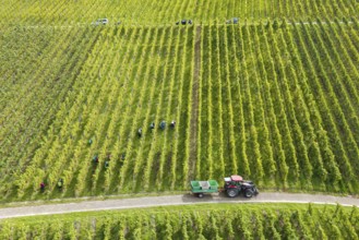 Aerial view of a vineyard with harvesters and tractor between the rows of vines, grape grape