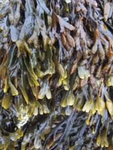 Algae overgrown rock formation in Brittany France
