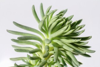 Macro shot of a succulent plant detail in light back
