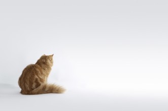 Red Maine Coon Kitten sitting on the ground in light grey back
