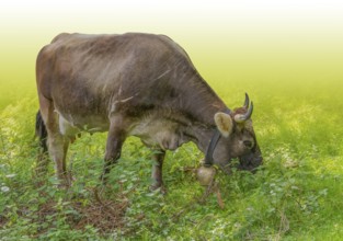 Horned cow with bell seen in Tyrol, a district in Austria