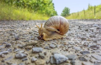 Low angle shot of a roman snail on a field path at summer time