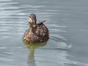 Wild duck swimming on water surface