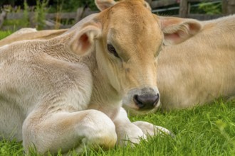 Portrait of a light brown calf seen in Tyrol, a district in Austria