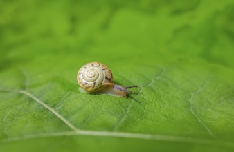 Small land snail with shell creeping on a green leaf