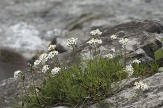 Yarrow (Achillea) by a mountain stream, Lechtal, Tyrol, Austria, Lechtal, Tyrol, Austria