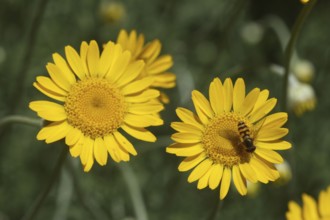 Hoverfly (Syrphidae) on the flower of a dyer's chamomile (Anthemis tinctoria) also called dyer's