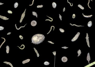 Micrography showing lots of various translucent freshwater microorganisms in dark back
