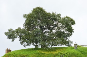 Idyllic scenery with big old tree at The Shire represented by a region near Matama at the North