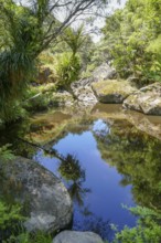 Natural scenery around Wairere Boulders in New Zealand