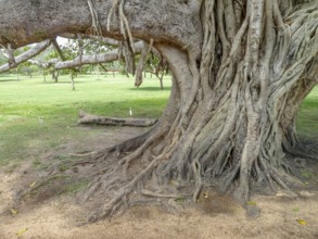 Closeup shot of strangler fig boughs seen in Sri Lanka