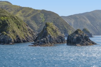 Coastal impression at Queen Charlotte Sound in New Zealand